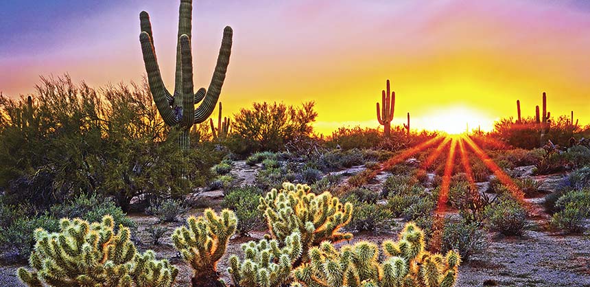 Saguaro cactus at sunset in Scottsdale, Arizona. Credit: Saguaro cactus at sunset in Scottsdale. © MattSuess.com