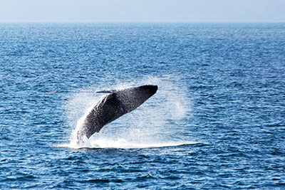 WhaleWatchingVoyages-400