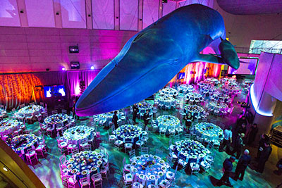 Blue Whale Gala at Aquarium of th ePacific, Long Beach, California. Credit: Scott Smeltzer