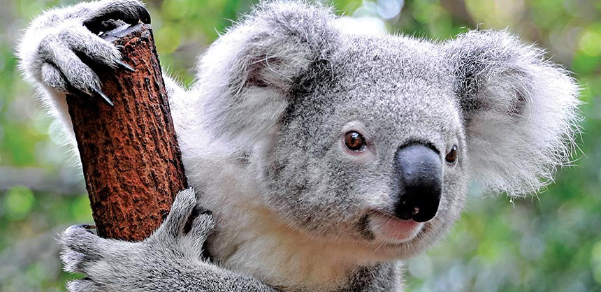 The International Society for Stem Cell Research in June last year held its Annual Meeting in Melbourne, Australia. 