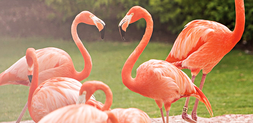 Baha Mar’s flamingos add to its natural beauty.