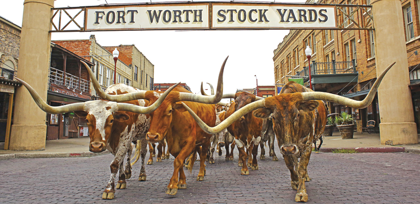 In the Fort Worth Stock Yards National Historic District, there is a cattle drive twice a day.