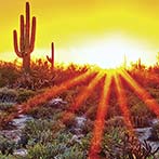 Saguaro cactus at sunset in Scottsdale, Arizona.